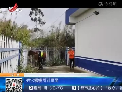 广西南宁：真“宝马”上高速 交警化身“牧马人”