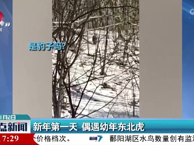 新年第一天 偶遇幼年东北虎