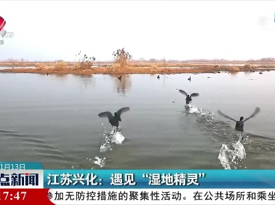 江苏兴化：遇见“湿地精灵”
