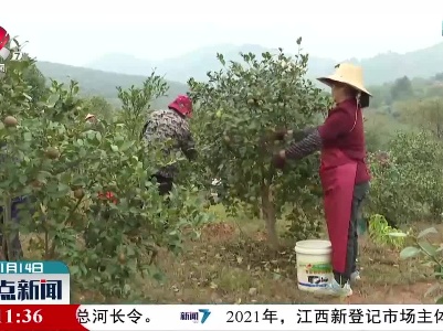 2021年江西两项林产品签单保险突破1.5亿元