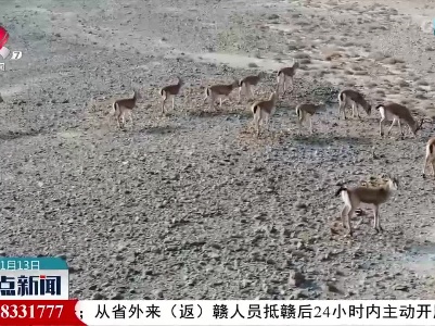 新疆霍拉山脚：鹅喉羚自在觅食
