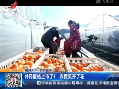 【赣闻天下】吉安新干：井冈蜜桔上市了！农民笑开了花