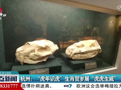 杭州：“虎年识虎”生肖贺岁展“虎虎生威”