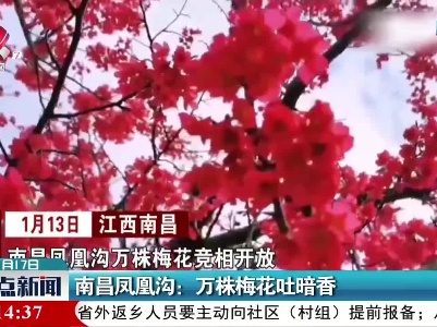 南昌凤凰沟：万株梅花吐暗香