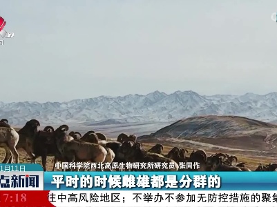 青海都兰：上百只盘羊现身
