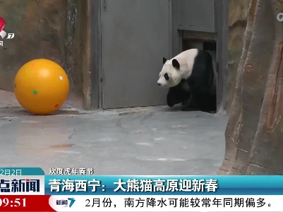 【欢度虎年春节】青海西宁：大熊猫高原迎新春