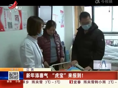 江西：新年添喜气“虎宝”来报到！
