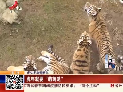 【虎头虎脑迎新年】虎年就要“萌萌哒”