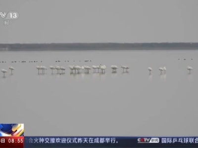 江西：鄱阳湖南矶湿地8万多只候鸟集结北迁