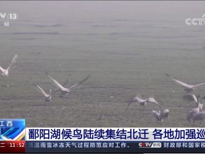 央视报道：江西鄱阳湖候鸟陆续集结北迁 沿湖各地加强巡护
