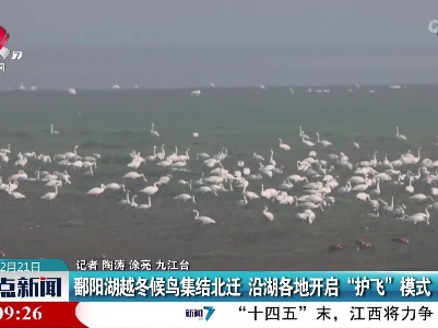 鄱阳湖越冬候鸟集结北迁 沿湖各地开启“护飞”模式