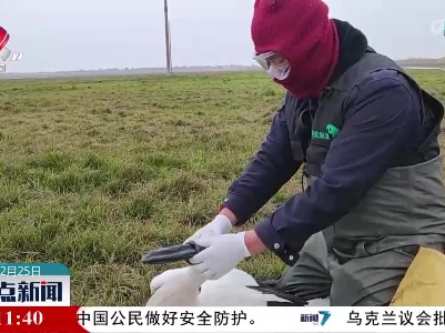 受伤白鹳被困南矶湿地 保护区与救护中心联手救治