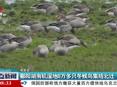 鄱阳湖南矶湿地8万多只冬候鸟集结北迁