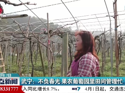 武宁：不负春光 果农葡萄园里田间管理忙