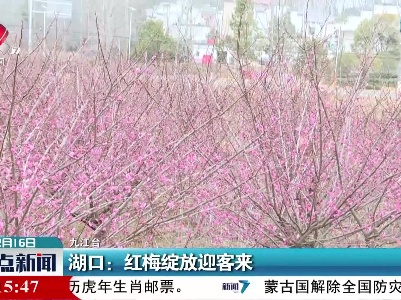 湖口：红梅绽放迎客来