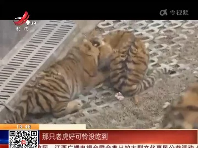 【虎头虎脑迎新年】抚州动物园：抢食护食“霸气十足” 真是“虎”！