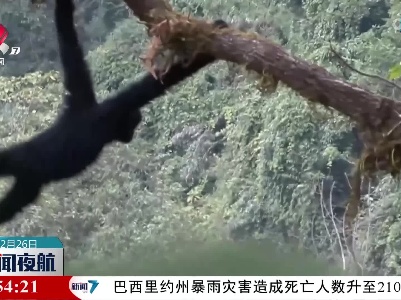 云南景东：无量山西黑冠长臂猿添丁