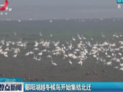 鄱阳湖越冬候鸟开始集结北迁