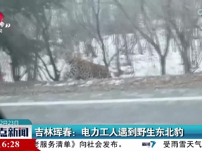 吉林珲春：电力工人遇到野生东北豹