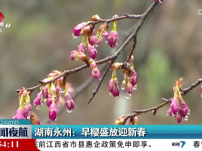湖南永州：早樱盛放迎新春