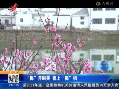 九江湖口：“梅”开眼笑 喜上“梅”梢