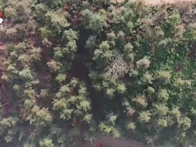江西：实施科学绿化 提升森林质量