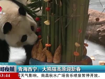 青海西宁：大熊猫高原迎新春