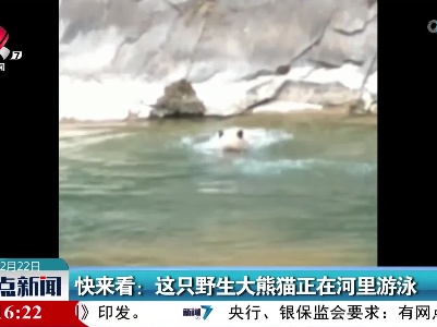 快来看：这只野生大熊猫正在河里游泳