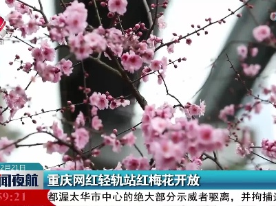 重庆网红轻轨站红梅花开放