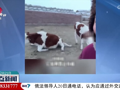 原来奶牛也不经吓