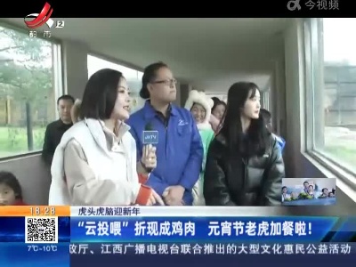 【虎头虎脑迎新年】“云投喂”折现成鸡肉 元宵节老虎加餐啦！