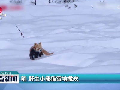 萌 野生小熊猫雪地撒欢