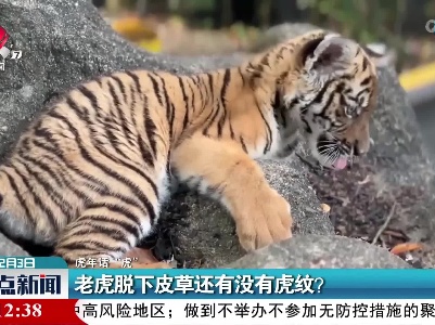【虎年话“虎”】老虎脱下皮草还有没有虎纹？