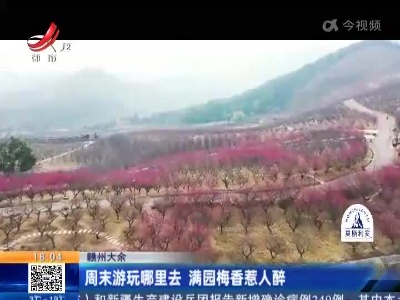 赣州大余：周末游玩哪里去 满园梅香惹人醉