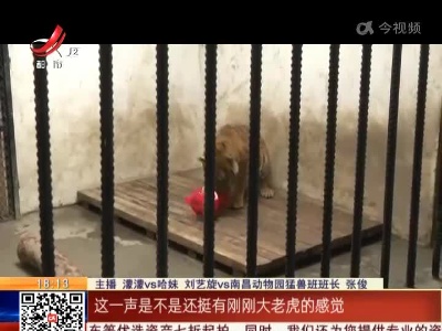 【虎头虎脑迎新年】南昌动物园：给萌娃萌虎送新年礼物啦！