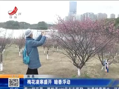 南昌：梅花凌寒盛开 暗香浮动