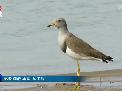 鄱阳湖越冬候鸟开启返程模式 沿湖各地加强监测和巡护