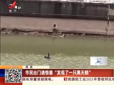 南昌：市民出门遇惊喜“发现了一只黑天鹅”