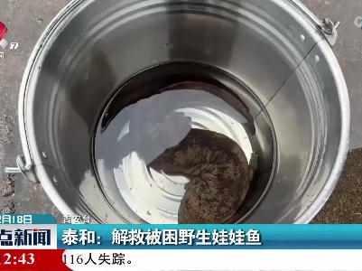 泰和：解救被困野生娃娃鱼