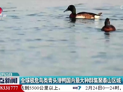 全球极危鸟类青头潜鸭国内最大种群集聚泰山区域