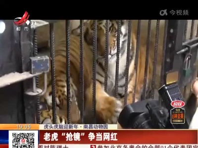 【虎头虎脑迎新年】南昌动物园：老虎“抢镜”争当网红