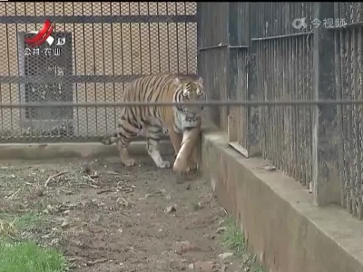 动物园里的“虎爸”