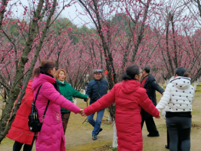 九江南山公园万株梅花盛开 赏花者纷至沓来