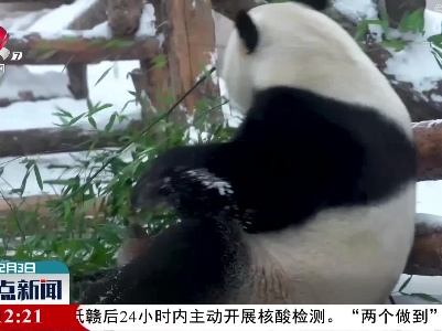 【欢度虎年春节】旅俄大熊猫欢喜过虎年