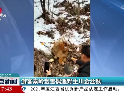 游客秦岭赏雪偶遇野生川金丝猴