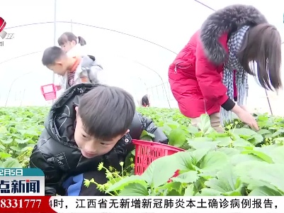 南昌：假期近郊游 体验草莓采摘乐趣