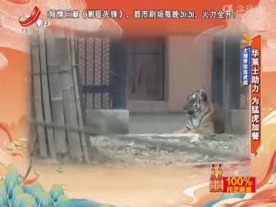 主播带您逛虎园——华莱士助力 为猛虎加餐