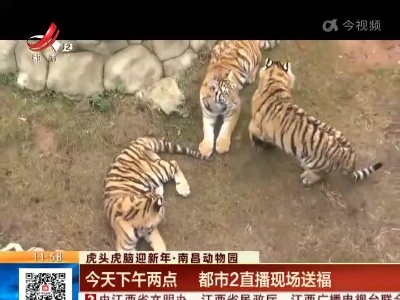 【虎头虎脑迎新年】南昌动物园：今天下午两点 都市2直播现场送福