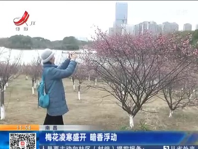 南昌：梅花凌寒盛开 暗香浮动