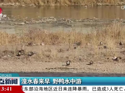 湟水春来早 野鸭水中游